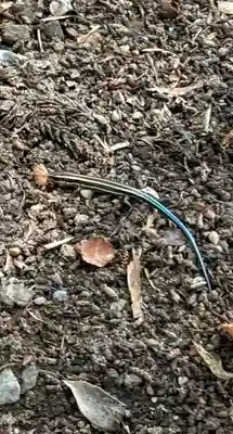 聖神社(埼玉県)