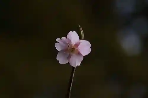 大國主神社の自然
