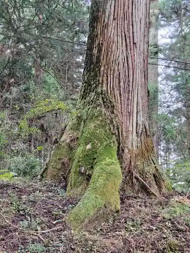 日光二荒山神社の自然