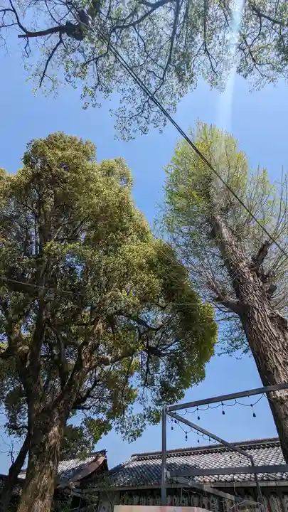 縣神社(京都府)