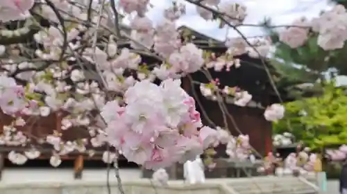 大報恩寺（千本釈迦堂）の自然