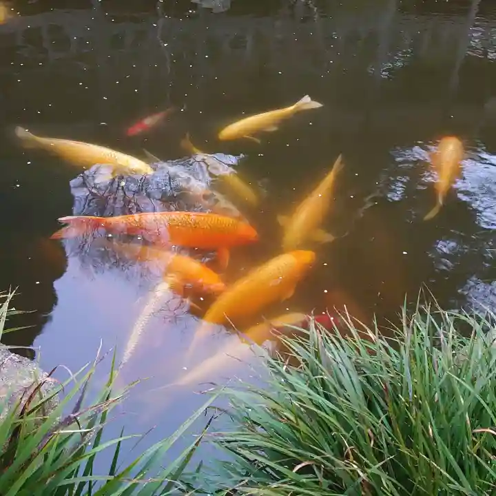 楽法寺(雨引観音)の動物