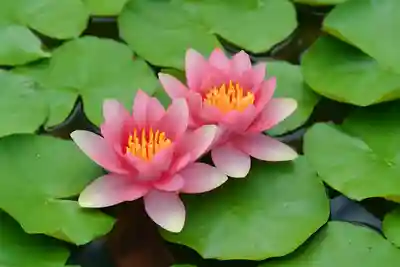 木舟山　順教寺(広島県)