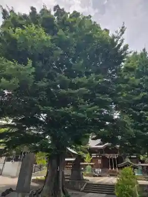 滝野川八幡神社(東京都)