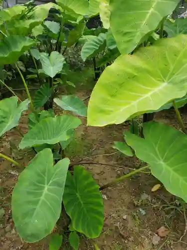 賀茂神社の自然
