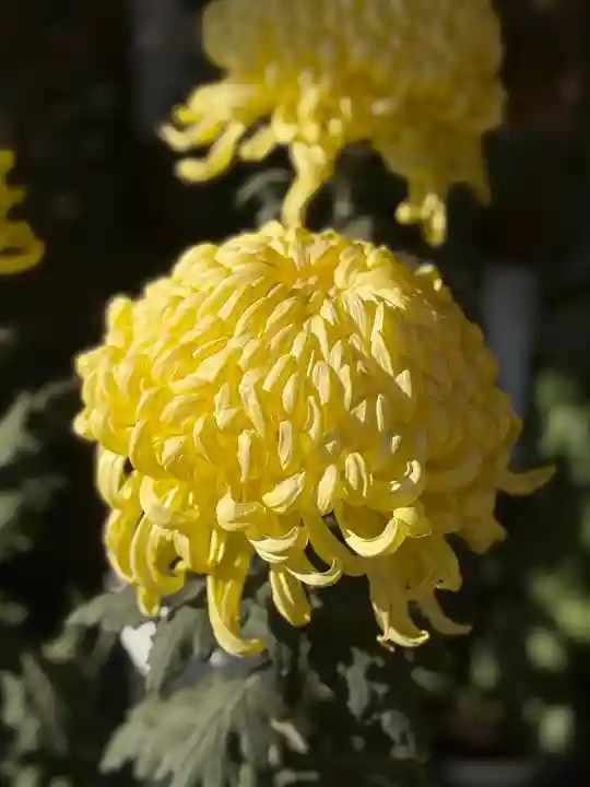 大國魂神社(東京都)