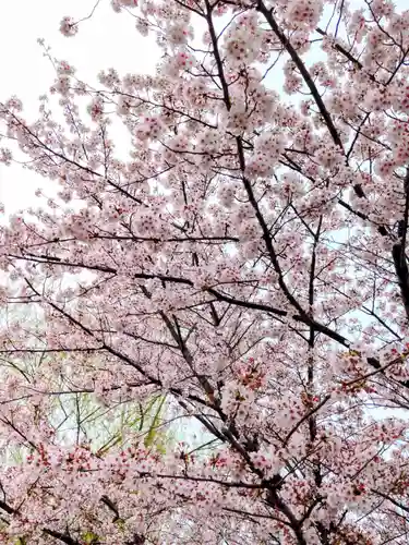 寛永寺不忍池弁天堂の自然