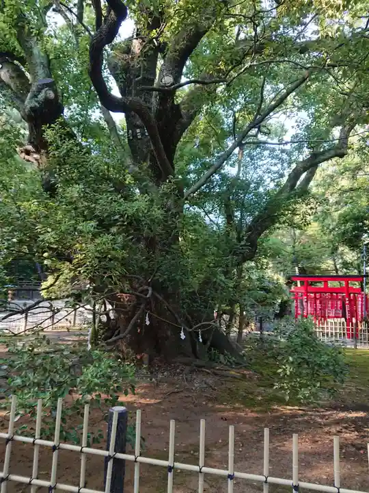 浜松八幡宮の自然