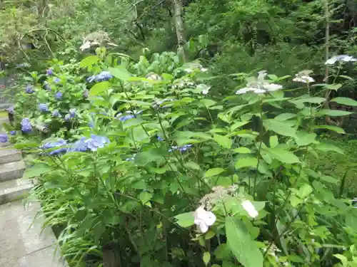 安國論寺（安国論寺）の庭園