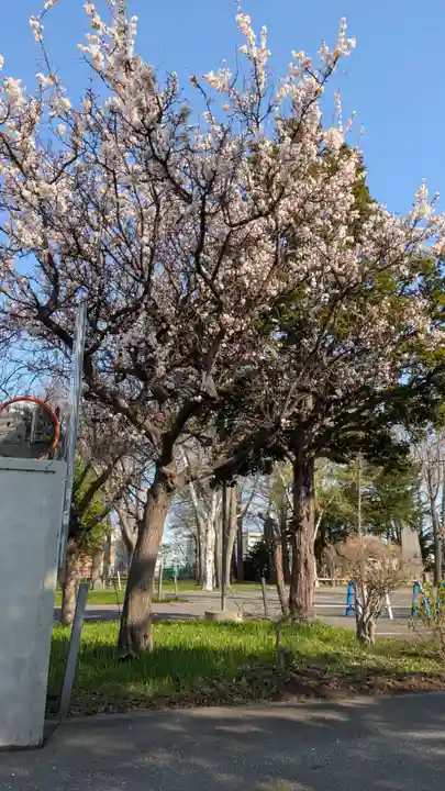 新琴似神社(北海道)