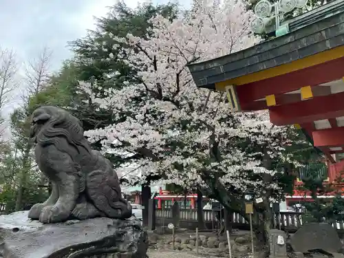 浅草神社の狛犬