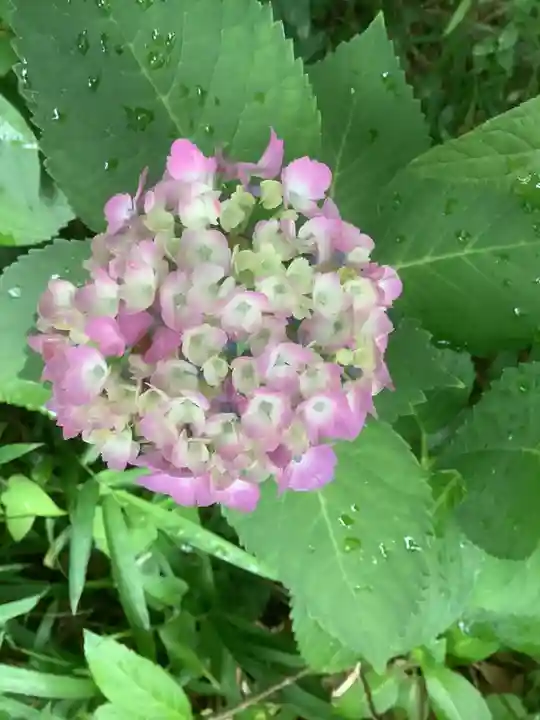 清洲山王宮 日吉神社の自然
