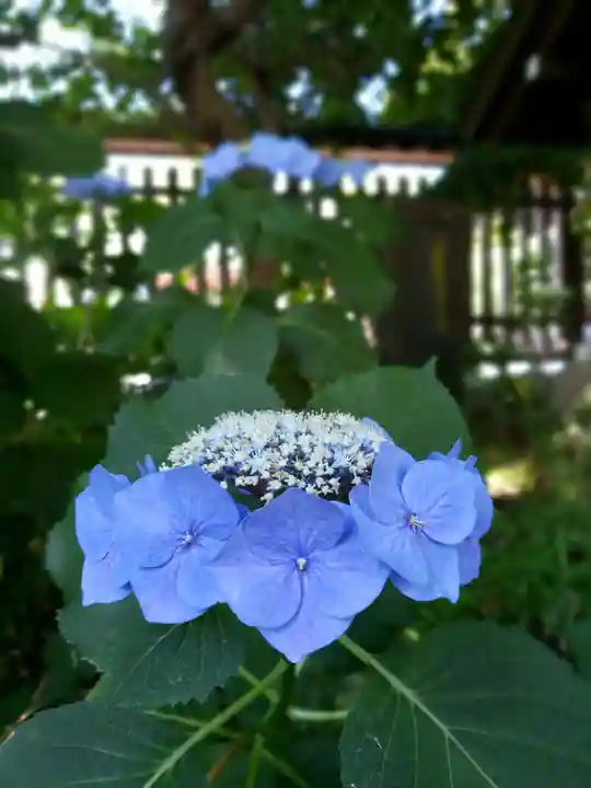 阿佐ヶ谷神明宮(東京都)
