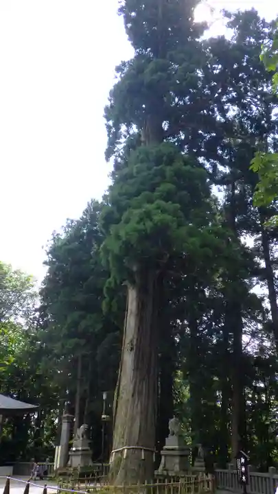 戸隠神社中社(長野県)