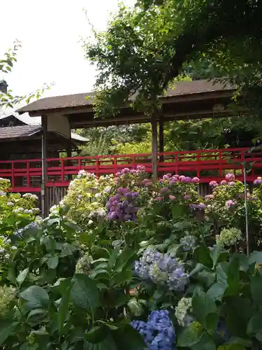本土寺(千葉県)