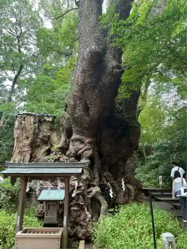 來宮神社(静岡県)