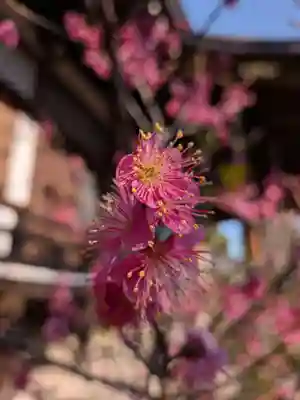 福蔵院(東京都)