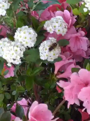 阿智神社の手水舎