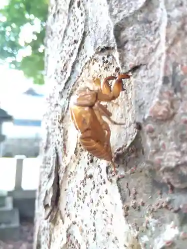 白山神社(福井県)