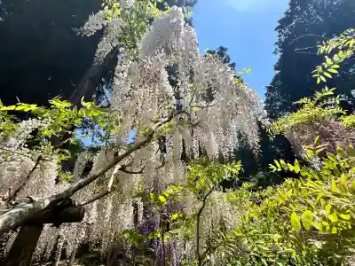 歌泉堂（春日大社神苑萬葉植物園内鎮座）(奈良県)