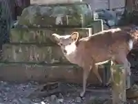 春日大社の動物
