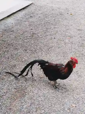 石上神宮(奈良県)