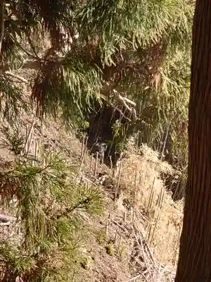 阿波々神社の動物