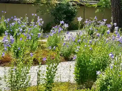 廬山寺（廬山天台講寺）(京都府)