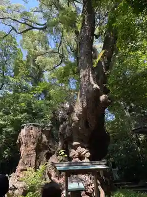 來宮神社(静岡県)