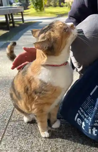 秩父札所十三番 慈眼寺の動物