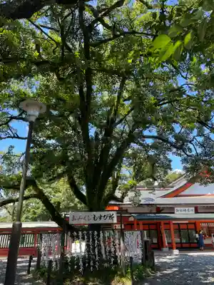 富士山本宮浅間大社(静岡県)