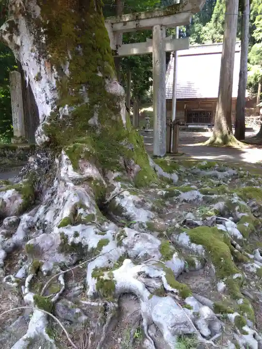 白山神社(福井県)