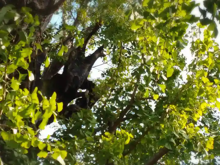 飛木稲荷神社の自然