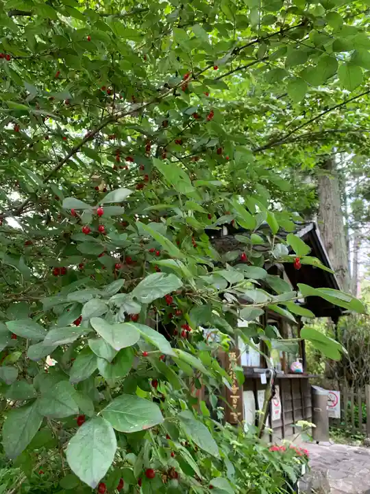 青龍山 吉祥寺の自然
