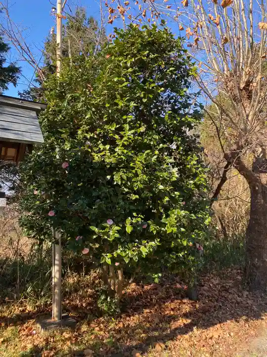 山梨縣護國神社の自然