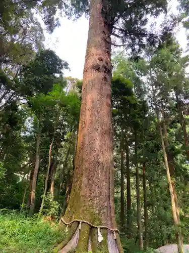 土佐神社の自然