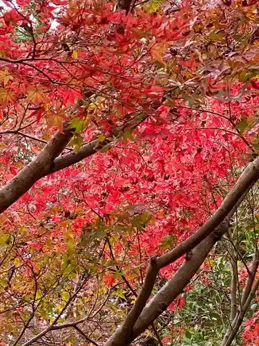 くろ谷 金戒光明寺の自然