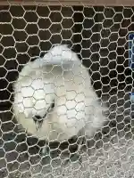 櫻木神社(東京都)