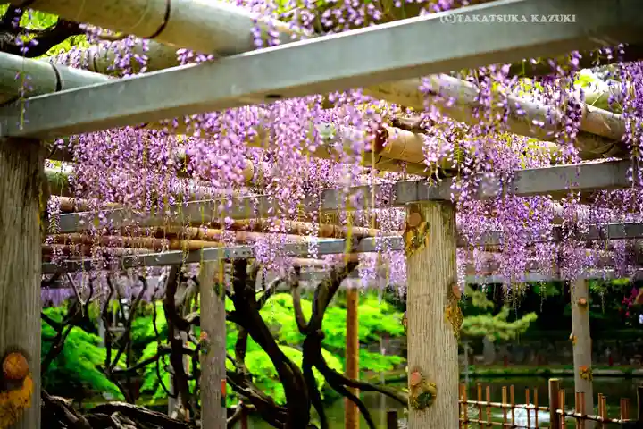 越ヶ谷久伊豆神社(埼玉県)