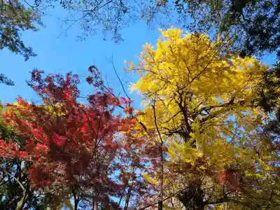 調神社(埼玉県)