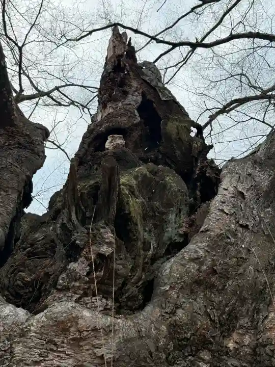 秩父今宮神社の{uncategorized: "未分類", other: "その他", undefined: "問題あり", building: "その他建物", grave: "お墓", sacred_gate: "鳥居", guardian: "狛犬", statue: "像", buddha: "仏像", history: "歴史", nature: "自然", garden: "庭園", animal: "動物", pagoda: "塔", temizu: "手水舎", mountain_gate: "山門・神門", sanctuary: "本殿・本堂", subordinate: "末社・摂社", art: "芸術", scenery: "景色", jizo: "地蔵", ema: "絵馬", goshuin: "御朱印", omikuji: "おみくじ", items: "授与品その他", amulet: "お守り", goshuincho: "御朱印帳", eats: "食事", festival: "お祭り", votive_dance: "神楽", shichigosan: "七五三参", wedding: "結婚式", experience: "体験その他", initially: "初詣", around: "周辺", anti_infection: "感染症対策"}