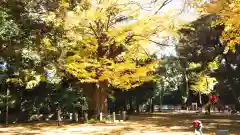 赤坂氷川神社の自然