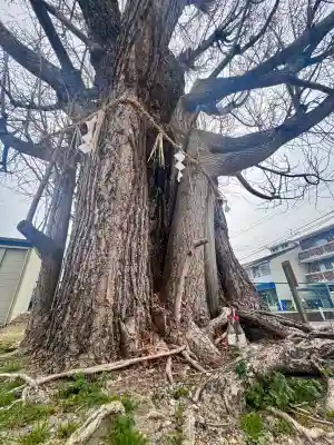 八大龍王辨財天の{uncategorized: "未分類", other: "その他", undefined: "問題あり", building: "その他建物", grave: "お墓", sacred_gate: "鳥居", guardian: "狛犬", statue: "像", buddha: "仏像", history: "歴史", nature: "自然", garden: "庭園", animal: "動物", pagoda: "塔", temizu: "手水舎", mountain_gate: "山門・神門", sanctuary: "本殿・本堂", subordinate: "末社・摂社", art: "芸術", scenery: "景色", jizo: "地蔵", ema: "絵馬", goshuin: "御朱印", omikuji: "おみくじ", items: "授与品その他", amulet: "お守り", goshuincho: "御朱印帳", eats: "食事", festival: "お祭り", votive_dance: "神楽", shichigosan: "七五三参", wedding: "結婚式", experience: "体験その他", initially: "初詣", around: "周辺", anti_infection: "感染症対策"}