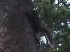 気多神社の動物