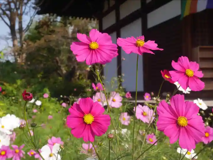 般若寺 ❁コスモス寺❁(奈良県)