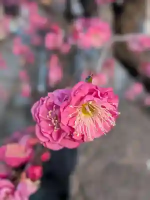 成願寺(東京都)