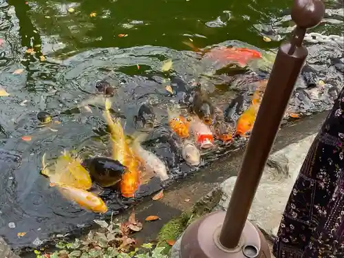 愛宕神社の動物