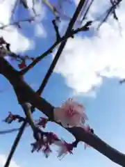 到津八幡神社の自然