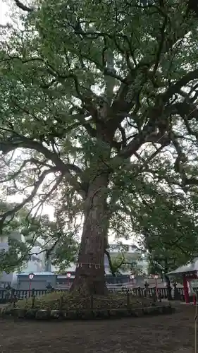 春日神社の自然