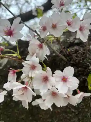 足立山妙見宮(御祖神社)の{uncategorized: "未分類", other: "その他", undefined: "問題あり", building: "その他建物", grave: "お墓", sacred_gate: "鳥居", guardian: "狛犬", statue: "像", buddha: "仏像", history: "歴史", nature: "自然", garden: "庭園", animal: "動物", pagoda: "塔", temizu: "手水舎", mountain_gate: "山門・神門", sanctuary: "本殿・本堂", subordinate: "末社・摂社", art: "芸術", scenery: "景色", jizo: "地蔵", ema: "絵馬", goshuin: "御朱印", omikuji: "おみくじ", items: "授与品その他", amulet: "お守り", goshuincho: "御朱印帳", eats: "食事", festival: "お祭り", votive_dance: "神楽", shichigosan: "七五三参", wedding: "結婚式", experience: "体験その他", initially: "初詣", around: "周辺", anti_infection: "感染症対策"}
